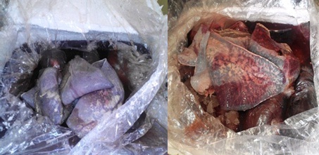 Bắt xe khách biển Lào chở gần 1 tấn nội tạng thối - 2 Gần 1 tấn nội tạng thối, không rõ nguồn gốc đã được cơ quan chức năng tiêu hủy theo quy định