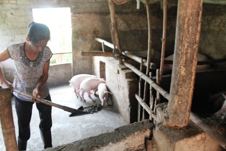 Dịch tai xanh bùng phát khiến nhiều người chăn nuôi lợn điêu đứng