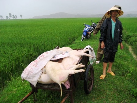 Người dân thắt lòng khi phải đem đàn lợn đi tiêu hủy
