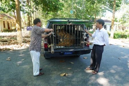 Cá thể hổ sẽ tiếp tục được chăm sóc và ghép đôi với các cá thể hổ hiện có tại trung tâm 