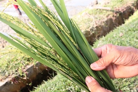 Vụ Xuân 2013, hàng ngàn hộ dân Nghệ An “điêu đứng” do thiệt hại giống lúa BC15 lép hạt