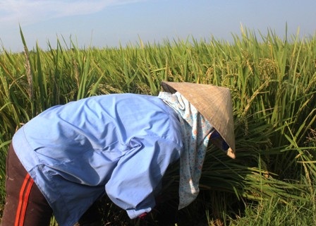 Người nông dân xót xa cắt lúa về cho bò ăn