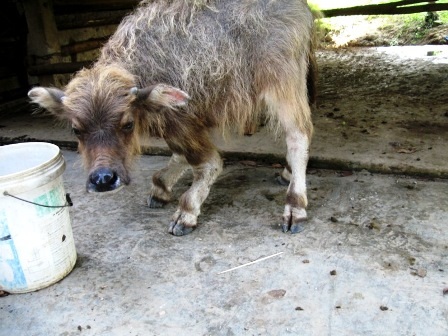 Đây chỉ là con nghé bị dị tật bẩm sinh chứ không phải mang điềm gở như nhiều người đồn đoán