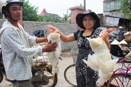 Thịt vịt có giá dao động từ 70 - 100.000đ/con (Ảnh: Doãn Hòa)