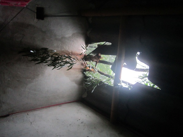 Đá lăn làm cây gãy đổ lên mái nhà.