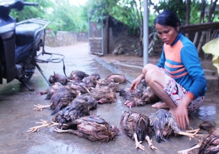 Người dân xót xa nhìn những hạt lúa còn sót lại khi lũ cuốn trôi qua cửa sổ (Ảnh: Doãn Hòa)