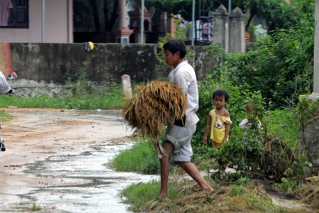 Cố bòn mót những bông lúa sau lũ rút. 