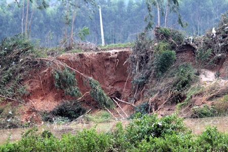 Người dân đau khổ khi phải đem những hạt lúa nảy mầm lẫn lộn trong lớp bùn đất đưa đi rửa nước.