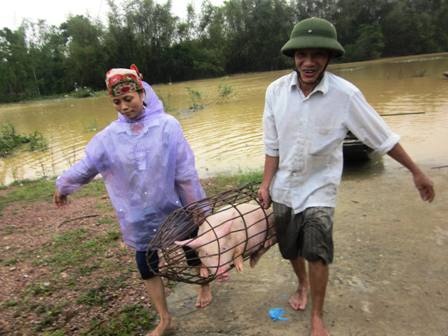 Người dân xã Hưng Lợi, Hưng Nguyên (Nghệ An) đưa lợn đi chạy lụt (Ảnh: Doãn Hòa)
