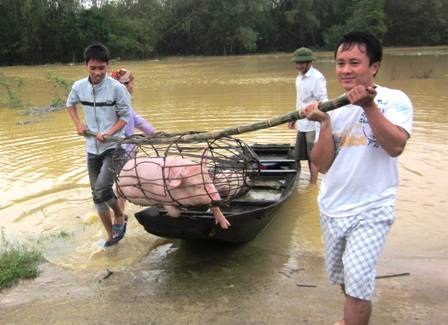 Vận chuyển đàn lợn đi tránh lũ
