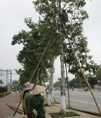 Việc chặt tỉa cây xanh trong mùa mưa bão cũng tiềm ẩn nguy cơ mất an toàn. (Ảnh: Doãn Hòa)