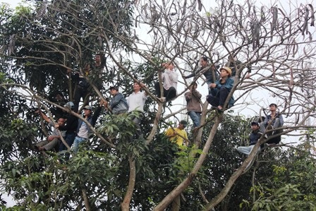 Các cây xanh quanh sân Vinh trở thành vị trí xem lý tưởng