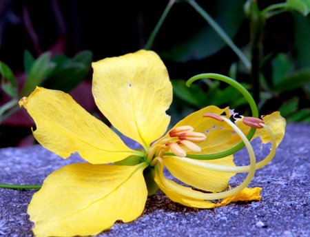 Mùa hoa Osaka nở vàng trời xứ Huế.