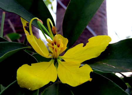 Mùa hoa Osaka nở vàng trời xứ Huế.