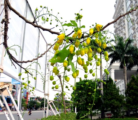 Mùa hoa Osaka nở vàng trời xứ Huế.