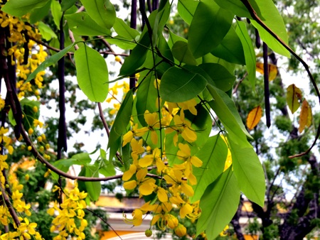 Mùa hoa Osaka nở vàng trời xứ Huế.