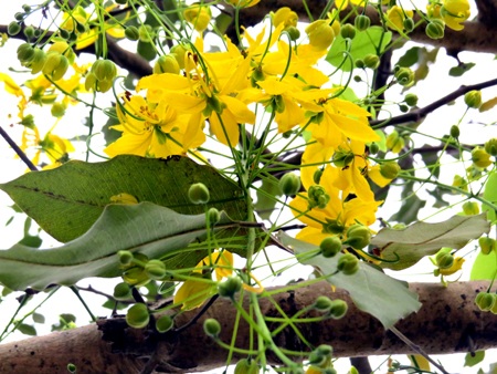 Mùa hoa Osaka nở vàng trời xứ Huế.