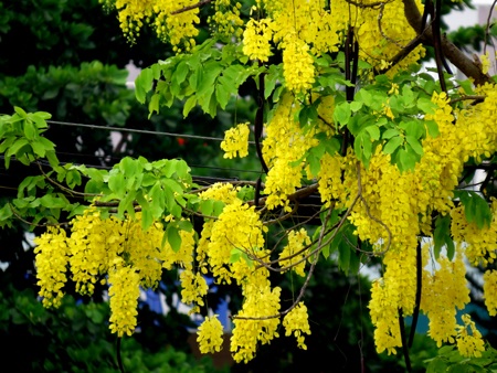 Mùa hoa Osaka nở vàng trời xứ Huế.