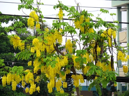 Mùa hoa Osaka nở vàng trời xứ Huế.