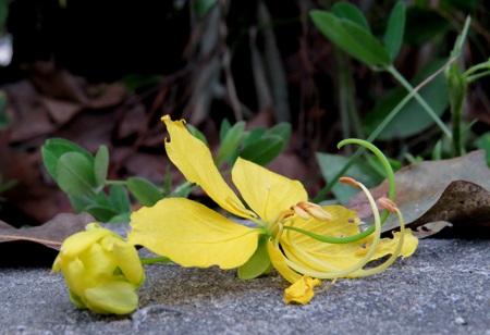 Mùa hoa Osaka nở vàng trời xứ Huế.