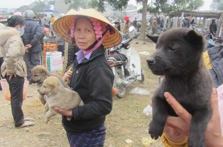 Để có tiền tiêu Tết, nhiều người đem bán những chú chó