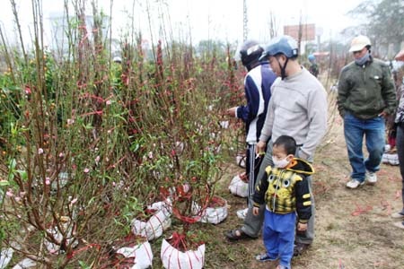 Đào cảnh, đào Nhật Tân thưa thớt khách mua (Ảnh: Duy Hòa)