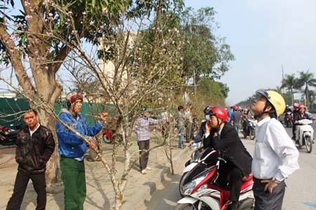 Đào Lào cũng thu hút khách hàng nhưng giá hơi cao