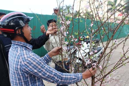 Nhiều người lựa chọn đào phai để chơi Tết