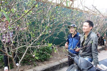 Đào Lào cũng thu hút khách hàng nhưng giá hơi cao