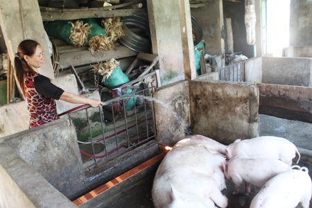 Hoàn cảnh gia đình Cao Ngọc Thái khó khăn khi chỉ trông chờ vào 3 sào ruộng khoán và chăn nuôi.