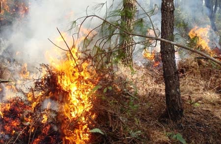 Lượng thực bì dày, trời nắng nóng khiến việc chữa cháy gặp nhiều khó khăn.