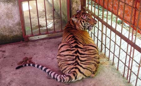 Cá thể hổ đực nặng 90kg