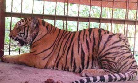 Cá thể hổ đực nặng 90kg