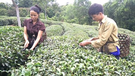 Ngoài giờ học và lên lớp, Thành lại giúp bố mẹ hái chè.