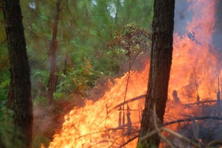 Trắng đêm “cứu” rừng phòng hộ cháy lớn