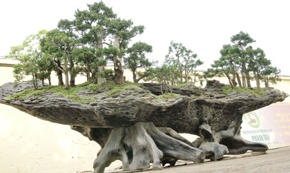 Bộ sinh vật cảnh giành 2 kỷ lục Việt Nam - 4