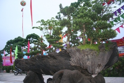 Bộ sinh vật cảnh giành 2 kỷ lục Việt Nam - 2