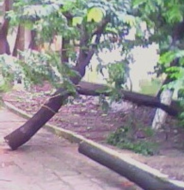 “Sưa tặc” lộng hành trong công viên - 1 “Sưa tặc” lộng hành trong công viên - 1