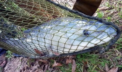 Theo chân các “cần thủ” lên núi săn cá hồ Bầu Lầy - 11