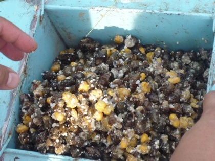 Theo chân các “cần thủ” lên núi săn cá hồ Bầu Lầy - 5