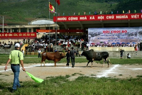 Gay cấn hội thi chọi bò Hà Giang - 6