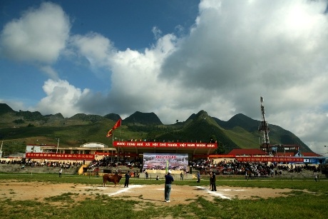 Gay cấn hội thi chọi bò Hà Giang - 3