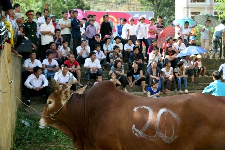 Gay cấn hội thi chọi bò Hà Giang - 1