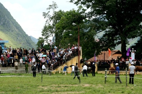 Gay cấn hội thi chọi bò Hà Giang - 5