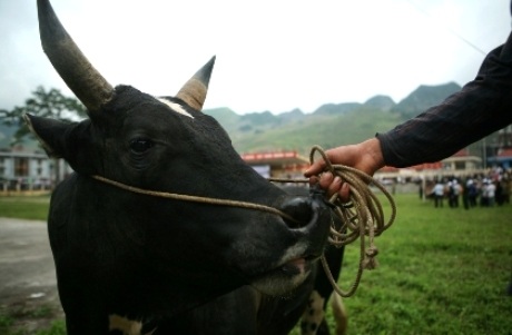 Gay cấn hội thi chọi bò Hà Giang - 2