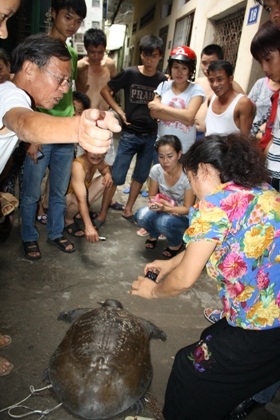Bắt được ba ba khổng lồ dưới chân cầu Chương Dương - 11 Bắt được ba ba khổng lồ dưới chân cầu Chương Dương - 11