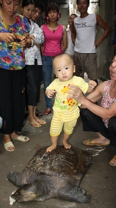 Bắt được ba ba khổng lồ dưới chân cầu Chương Dương - 9 Bắt được ba ba khổng lồ dưới chân cầu Chương Dương - 9