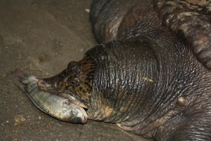 Bắt được ba ba khổng lồ dưới chân cầu Chương Dương - 10 Bắt được ba ba khổng lồ dưới chân cầu Chương Dương - 10