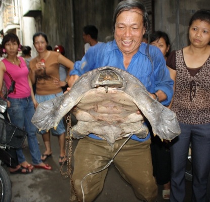 Bắt được ba ba khổng lồ dưới chân cầu Chương Dương - 8 Bắt được ba ba khổng lồ dưới chân cầu Chương Dương - 8