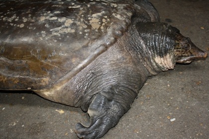 Bắt được ba ba khổng lồ dưới chân cầu Chương Dương - 6 Bắt được ba ba khổng lồ dưới chân cầu Chương Dương - 6